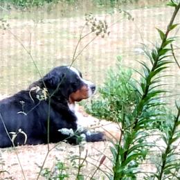 Frances - Bernese Mountain Dog