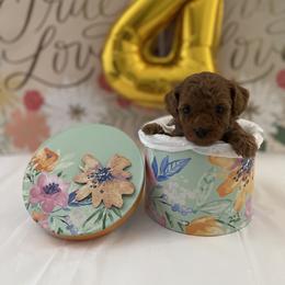 Poodle Puppies from Pups and Paws Toy Poodles