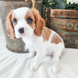 Chewie - Blenheim male Cavalier King Charles Spaniel puppy in Highland, Utah from Furever Cavaliers