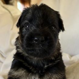 Rocky - Black and red male German Shepherd puppy in Johnstown, Ohio from Vom Haus Neufus