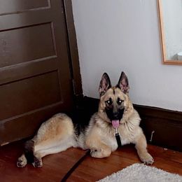Echo - German Shepherd