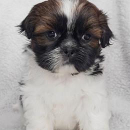 TILLY MAE - Tricolor female Shih Tzu puppy in Las Vegas, Nevada from Beirin Breige Shih Tzus