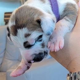 Great Danes from Emily's Great Danes