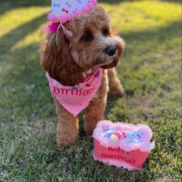 Daisy Grace - Goldendoodle