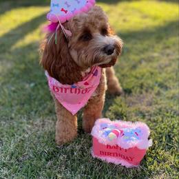 Daisy Grace - Goldendoodle