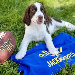 Jack - White and liver male English Springer Spaniel puppy in Tea, South Dakota from Mindy's English Springer Spaniels