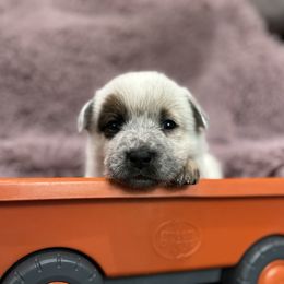 Girl 1 - Red speckled female Australian Cattle Dog puppy in Scurry, Texas from RedHorizon AKC Australian Cattle Dogs (Heelers)