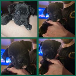 Light blue - Brindle female Boxer puppy in Caspian, Michigan from Andrus Family Boxers