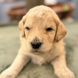Pearl - Apricot female Goldendoodle puppy in Macclenny, Florida from Baker County Goldendoodles