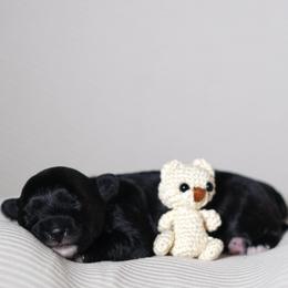 Spring (Pink Collar) - Parti female Yorkshire Terrier puppy in Las Vegas, Nevada from Plush Toy Poodle Puppies & Pals