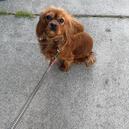 Buster - Cavalier King Charles Spaniel
