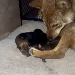 AKC B:T F - Black and tan female Shiba Inu puppy in Clewiston, Florida from Animal Farm Shiba Inus & Mameshibas