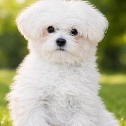 Princess - Maltese