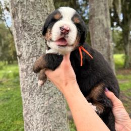 Woody - Tri-color male Bernese Mountain Dog puppy in Fort Meade, Florida from Baldwin Dood Ranch