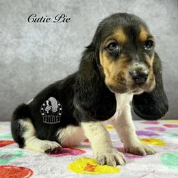 Cutie Pie - Black white and brown female Basset Hound puppy in Dingess, West Virginia from Tuckers' Howling Hounds