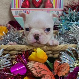 White Boy double blue eyes - Seal and white male Boston Terrier puppy in George West, Texas from JT Bostons