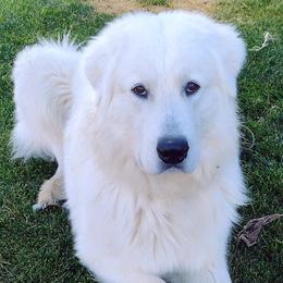 Diesel - Maremma Sheepdog
