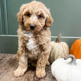 Mozzi - Apricot female Aussiedoodle puppy in Flagstaff, Arizona from Gunstock Doodles