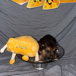 Cheddar - Black and tan male German Shepherd puppy in Magnolia, Texas from K & Q Shepherds