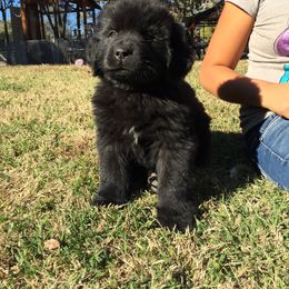 American Eskimo Dog, Newfoundland, and Siberian Husky Puppies from Blossom Trail Kennel