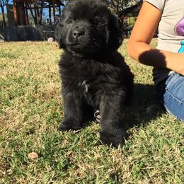 American Eskimo Dog, Newfoundland, and Siberian Husky Puppies from Blossom Trail Kennel