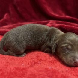 FEMALE AKC 3 - Chocolate and cream female Dachshund puppy in Lehigh Acres, Florida from Ruby Rose Dachshund Dynasty