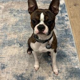 Boston Terrier Puppies from Boston Kup Breeders