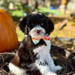 Ash - Chocolate female Australian Labradoodle puppy in Anderson, California from Shaggy Doodles