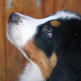 Bernese Mountain Dogs from Diana Wilson
