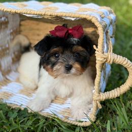Avery - Black tan and white female Biewer Terrier puppy in Liberty, Texas from Tiny Yorkshire pups