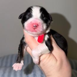 Clara - Black tri-color female Australian Shepherd puppy in Anniston, Alabama from All Hale Aussies