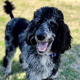 Bohdi - Poodle