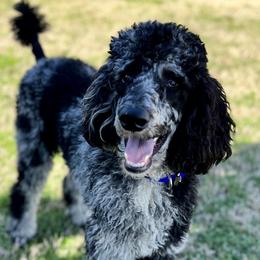 Bohdi - Poodle