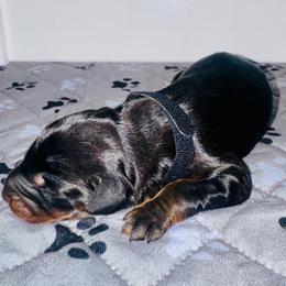 Black Collar Male - Black and rust male Doberman Pinscher puppy in Bargersville, Indiana from Webb’s House of Doberman LLC