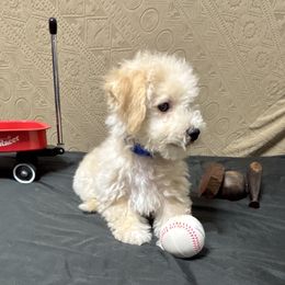 Max- Blue collar - White and apricot male Bichon Frise puppy in 63101 (St. Louis Metro Area), Missouri from BichonSTL