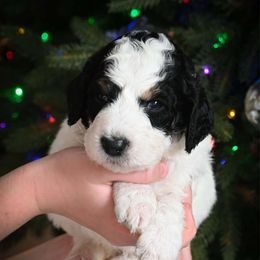 Donner - Black and white male Bernedoodle puppy in Lookout, California from Remington Kennels, LLC