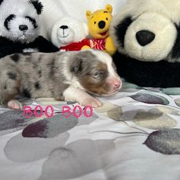BOO BOO - Miniature Australian Shepherd puppy in Elgin, Illinois from Beaman Aussie Pride
