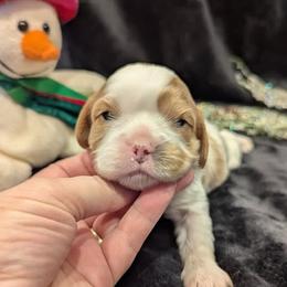 Cavalier King Charles Spaniel puppies from Quartz Mountain Doodles