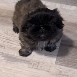 Boy 1 - Fawn sable male Pekingese puppy in Florida from LionPalace