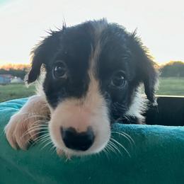 Pin - Tri-color male Border Collie puppy in Holden, Missouri from Spotted Feather Farm