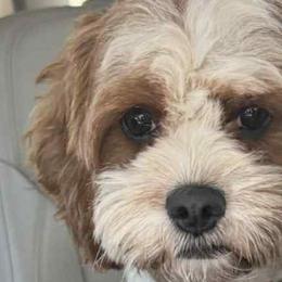 Cookie - Cavapoo