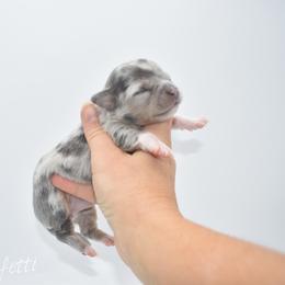 Confetti- TINY - Blue merle female Chihuahua puppy in Bulls Gap, Tennessee from Smokey Mountain Chihuahuas