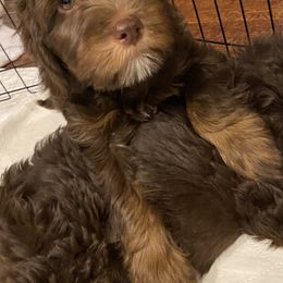 Assorted Doodle Crosses Puppies from Doodles Domain