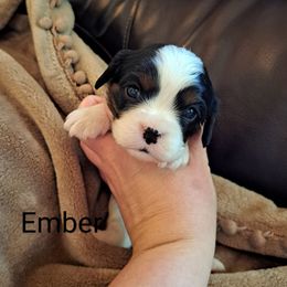 Ember - Tri-color Cavalier King Charles Spaniel puppy in Mohnton, Pennsylvania from Maple Grove Cavaliers