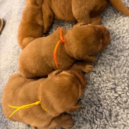 Girl 1 - Yellow female Labrador Retriever puppy in Remsen, New York from Lake Julia Labradors