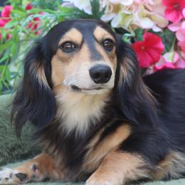 Brody - Dachshund