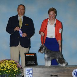 Miniature Schnauzer Puppies from Lindow Schnauzers