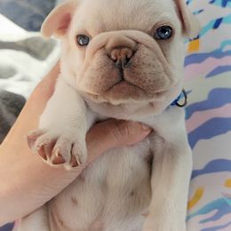 French Bulldog Puppies from Frenchie D'lite