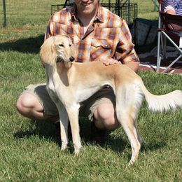 Saluki Puppies from Kushiel Salukis