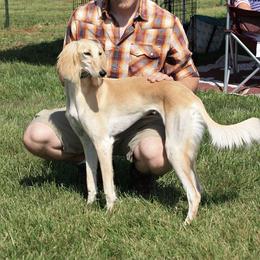 Saluki Puppies from Kushiel Salukis